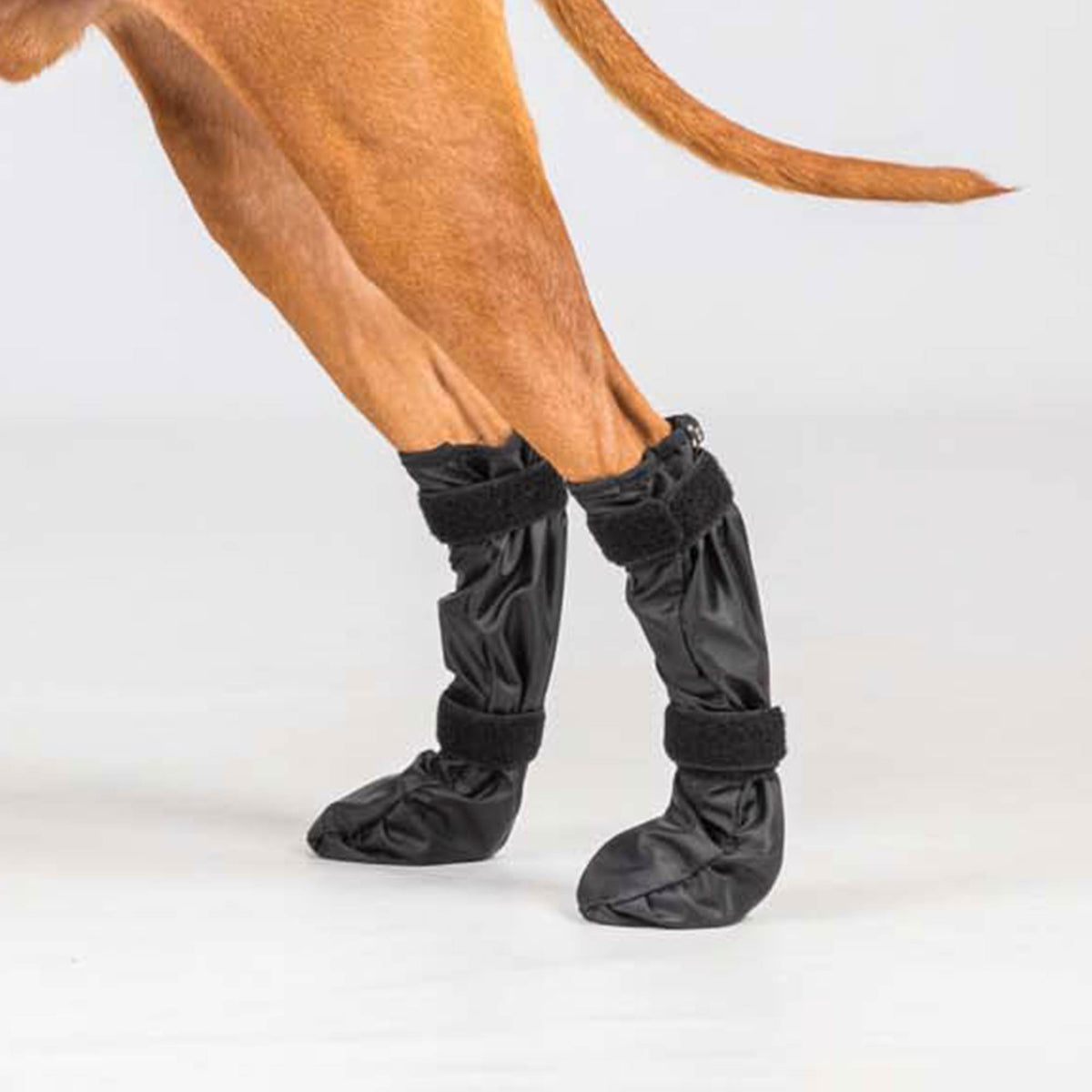 Chaussures pour animaux de compagnie « Lola »