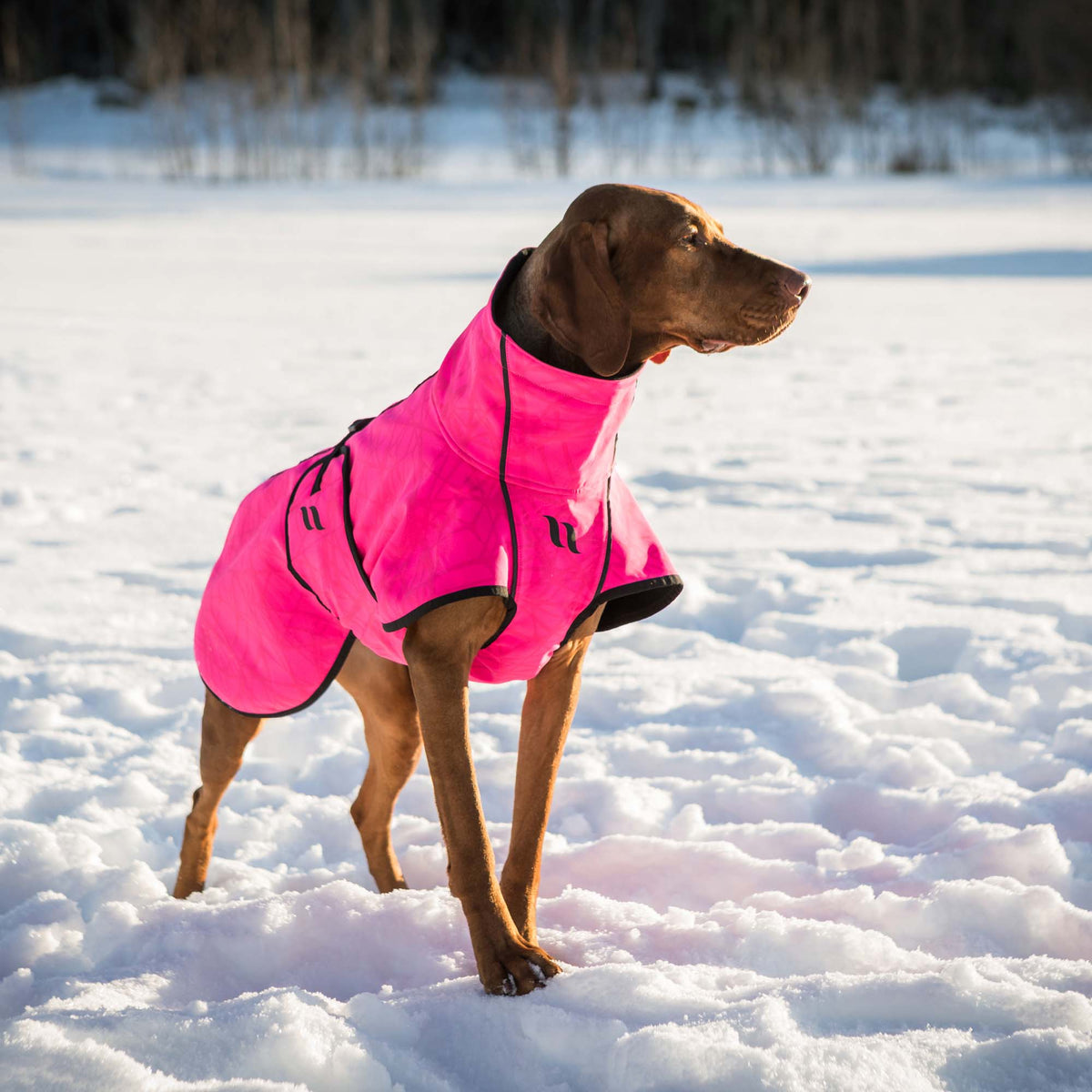 Manteau pour chien BARK Softshell, queue haute