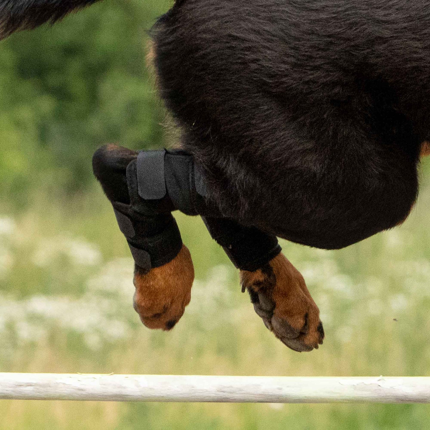 Sprunggelenkschoner für Hunde