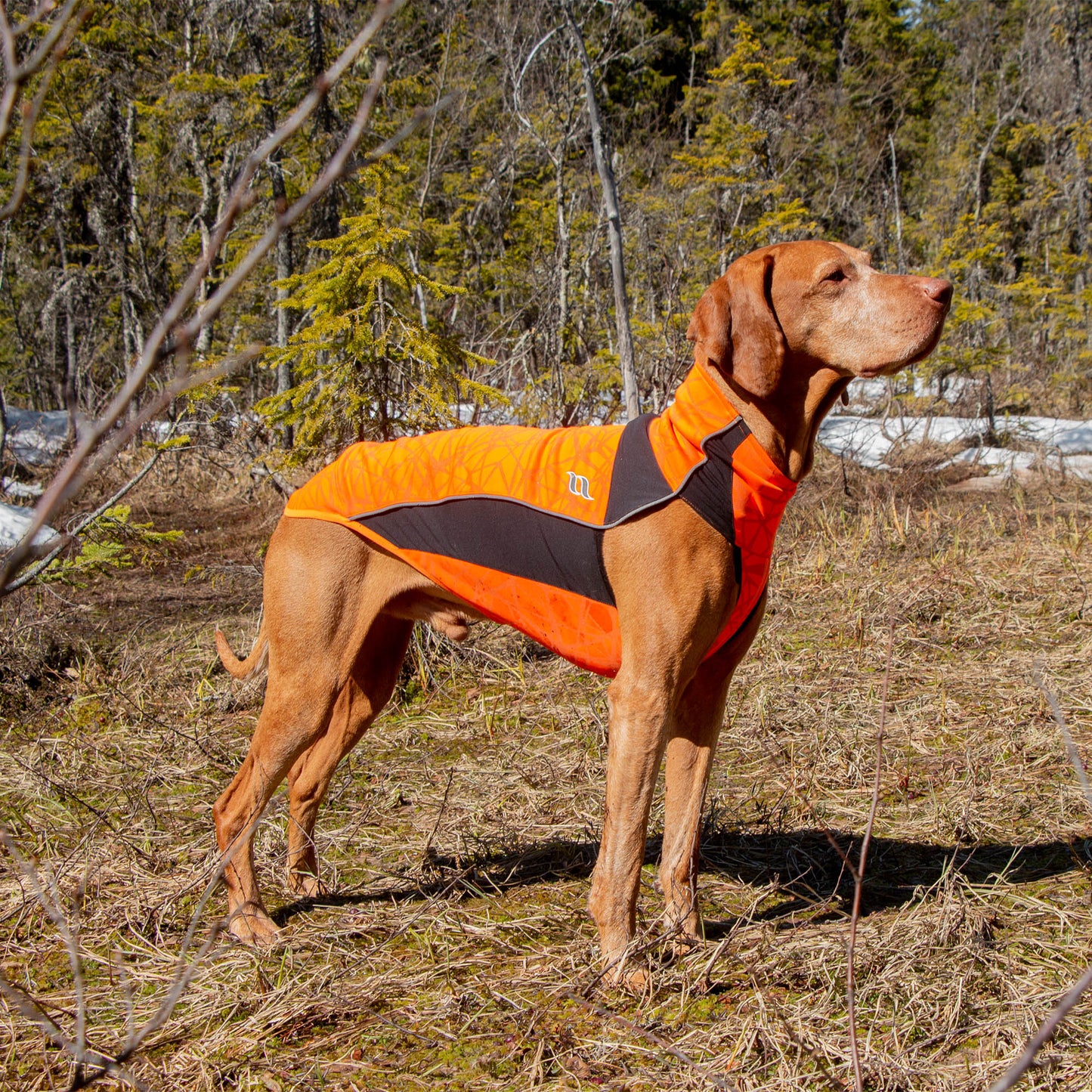 "Eddie" Hundepullover