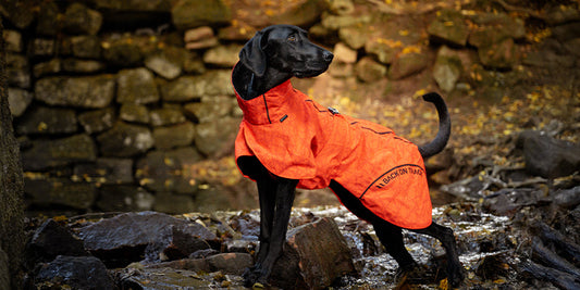 Guide: Discover raincoats for all kinds of dogs – and all kinds of rain