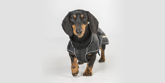 Taking care of your Dachshund's back