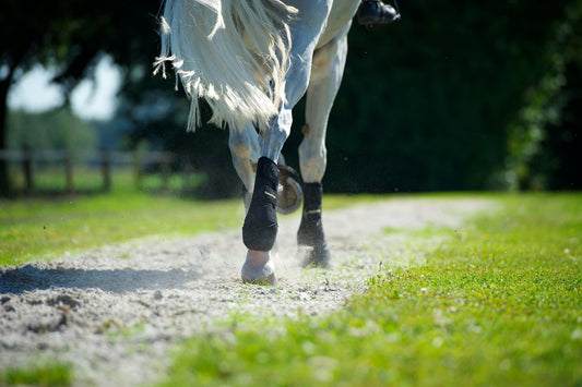 FIR in horse boots - unrelated to overheating