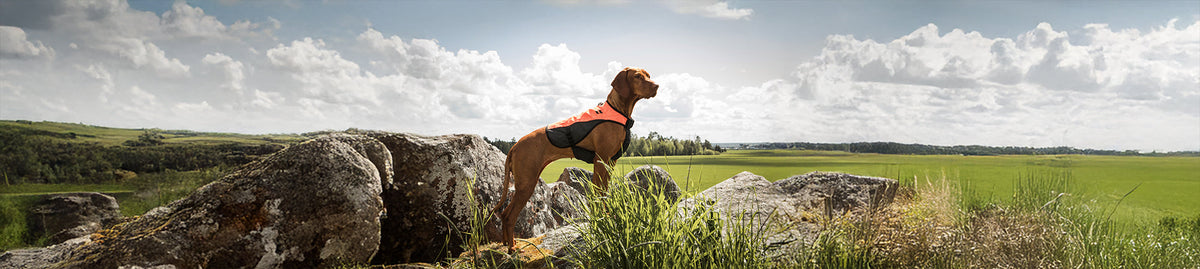 Dog Safety Gear