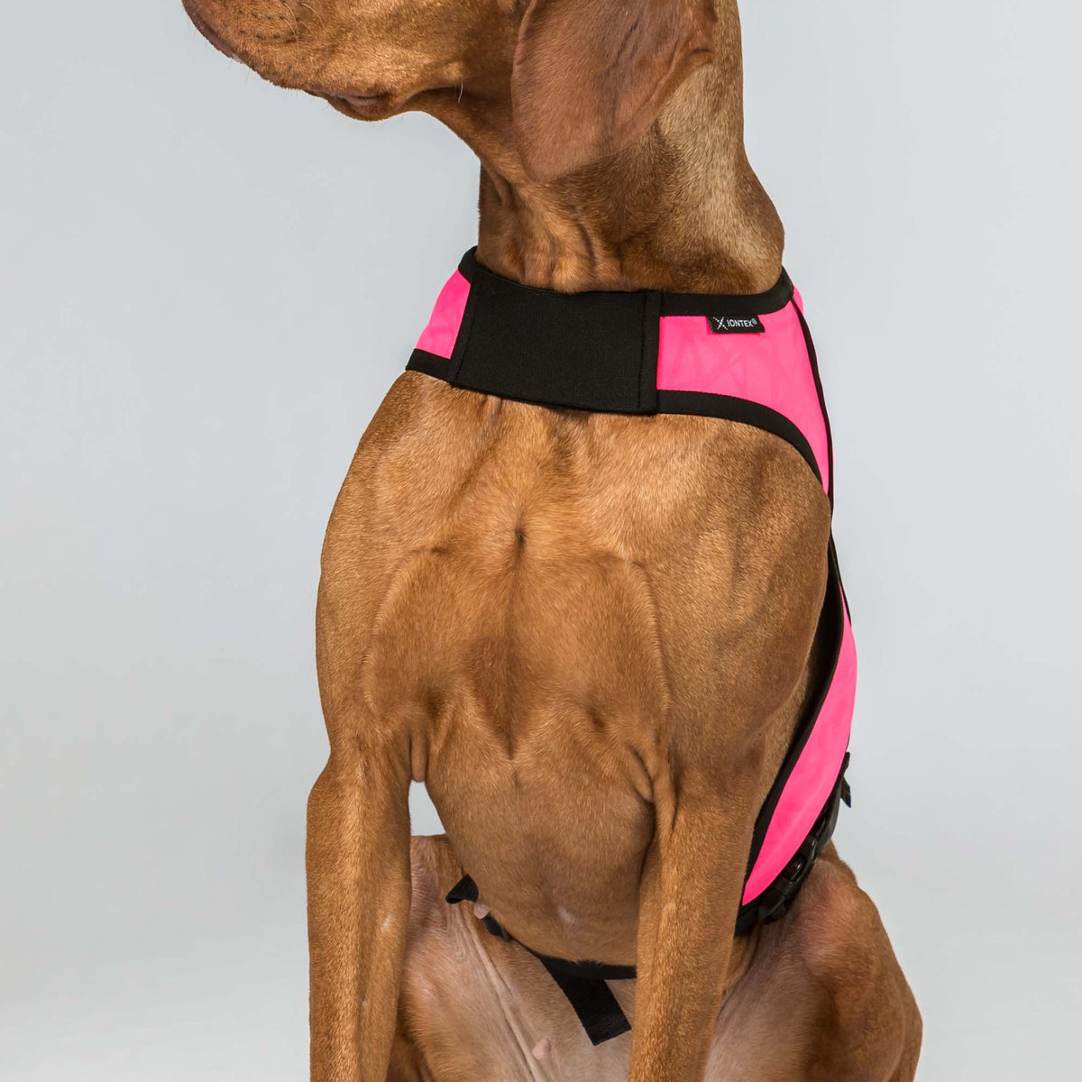 Gilet de visibilité POINT pour chien