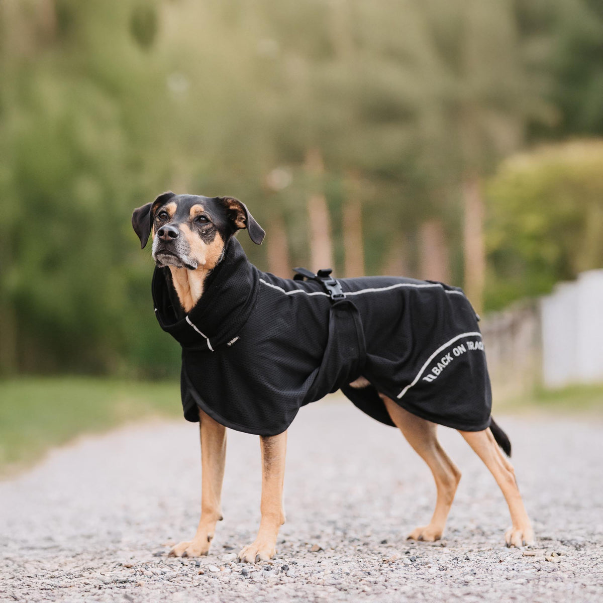 Manteau pour chien BAY Mesh, Queue haute