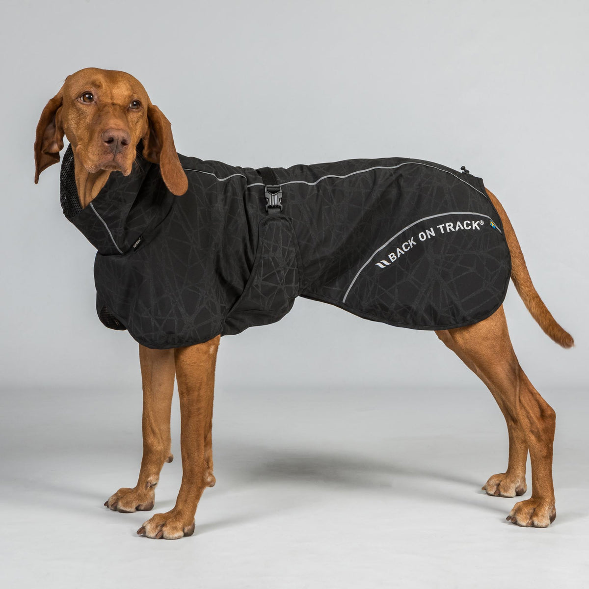 Manteau imperméable BAY pour chien – Queue relevée