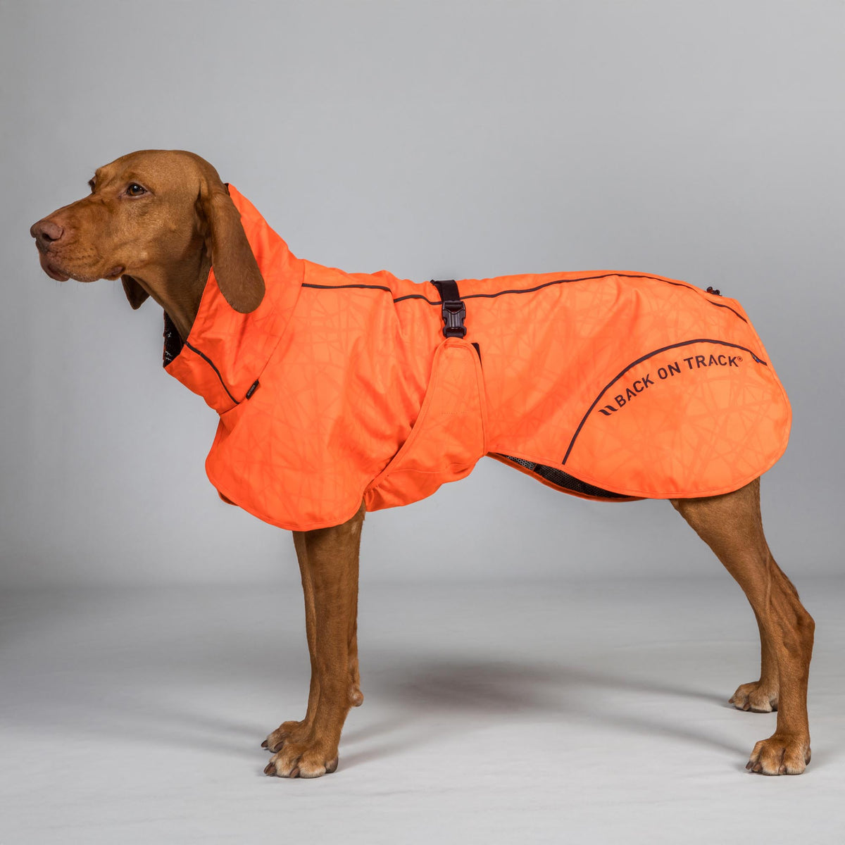Manteau imperméable BAY pour chien – Queue relevée