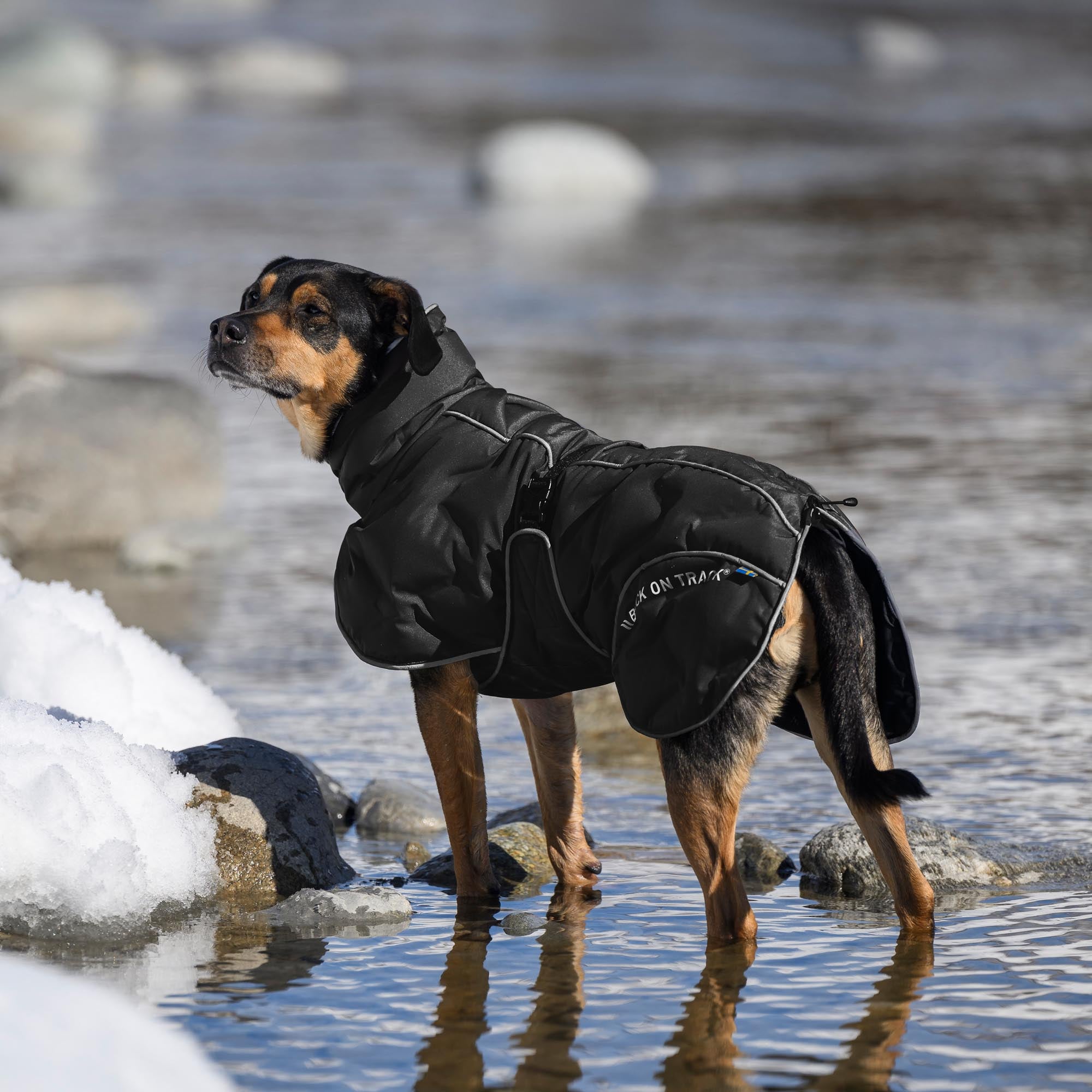 BAY Manteau thermique pour chien, queue haute