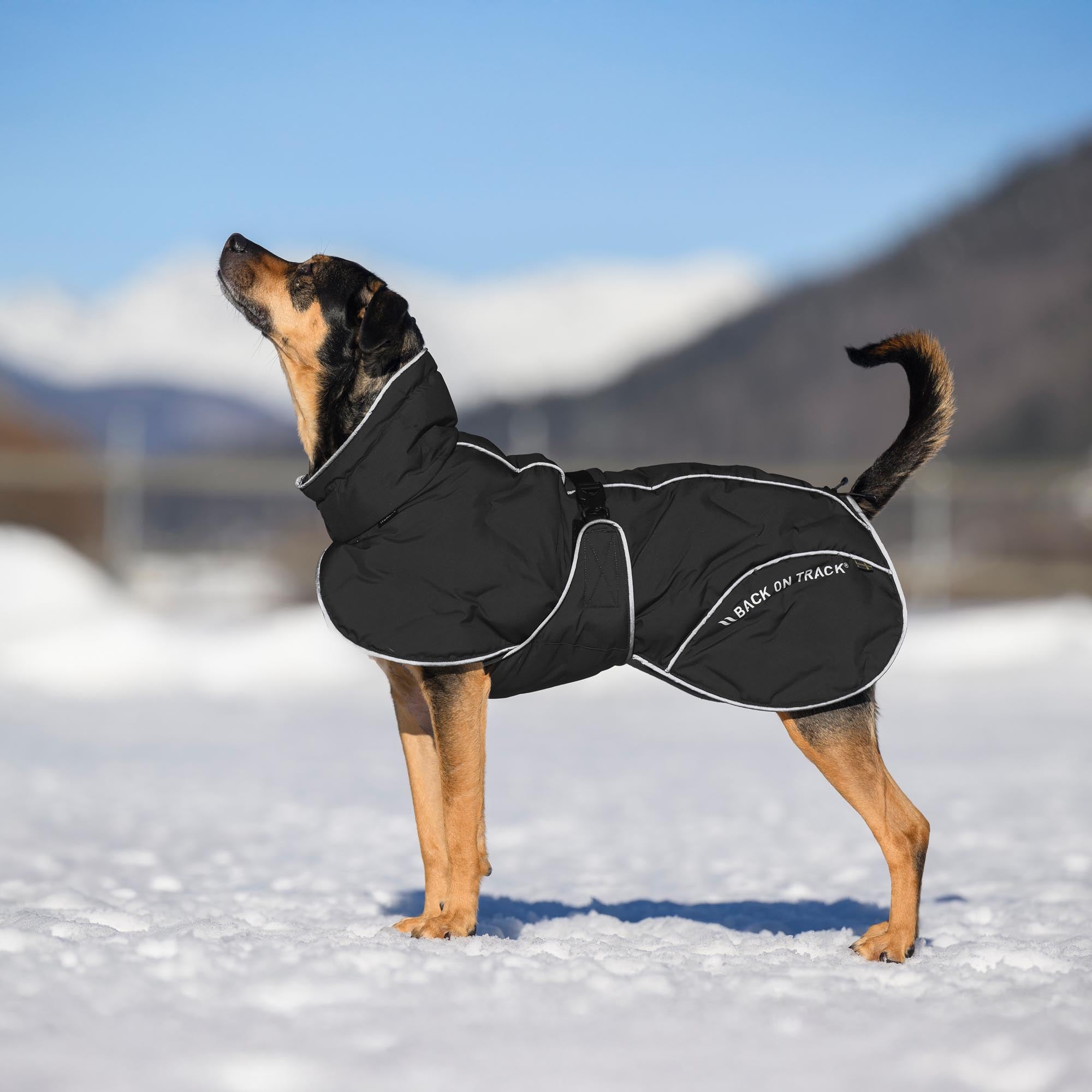 BAY Manteau thermique pour chien, queue haute
