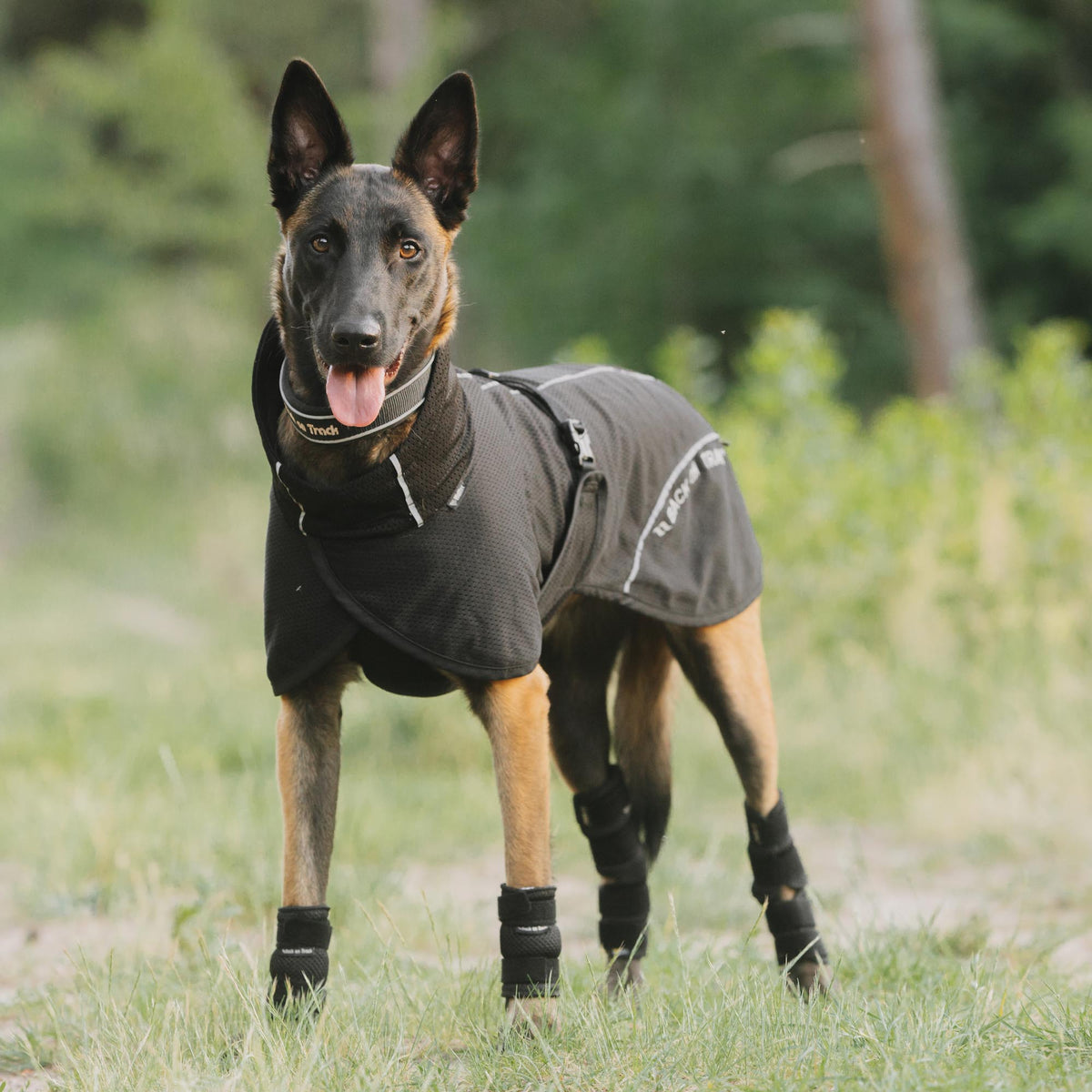 Manteau pour chien BAY Mesh, Queue portée bas