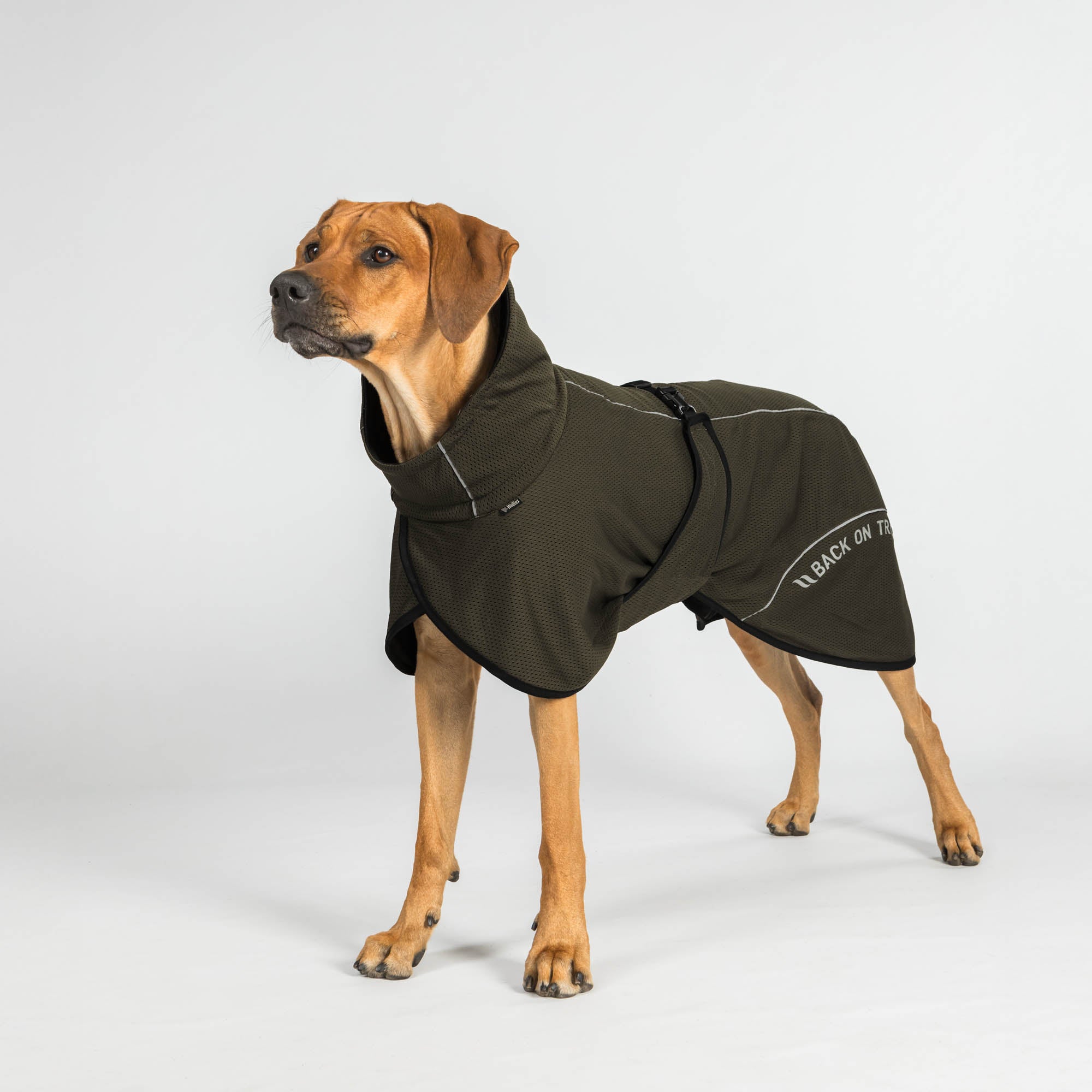 BAY Manteau filet, queue basse