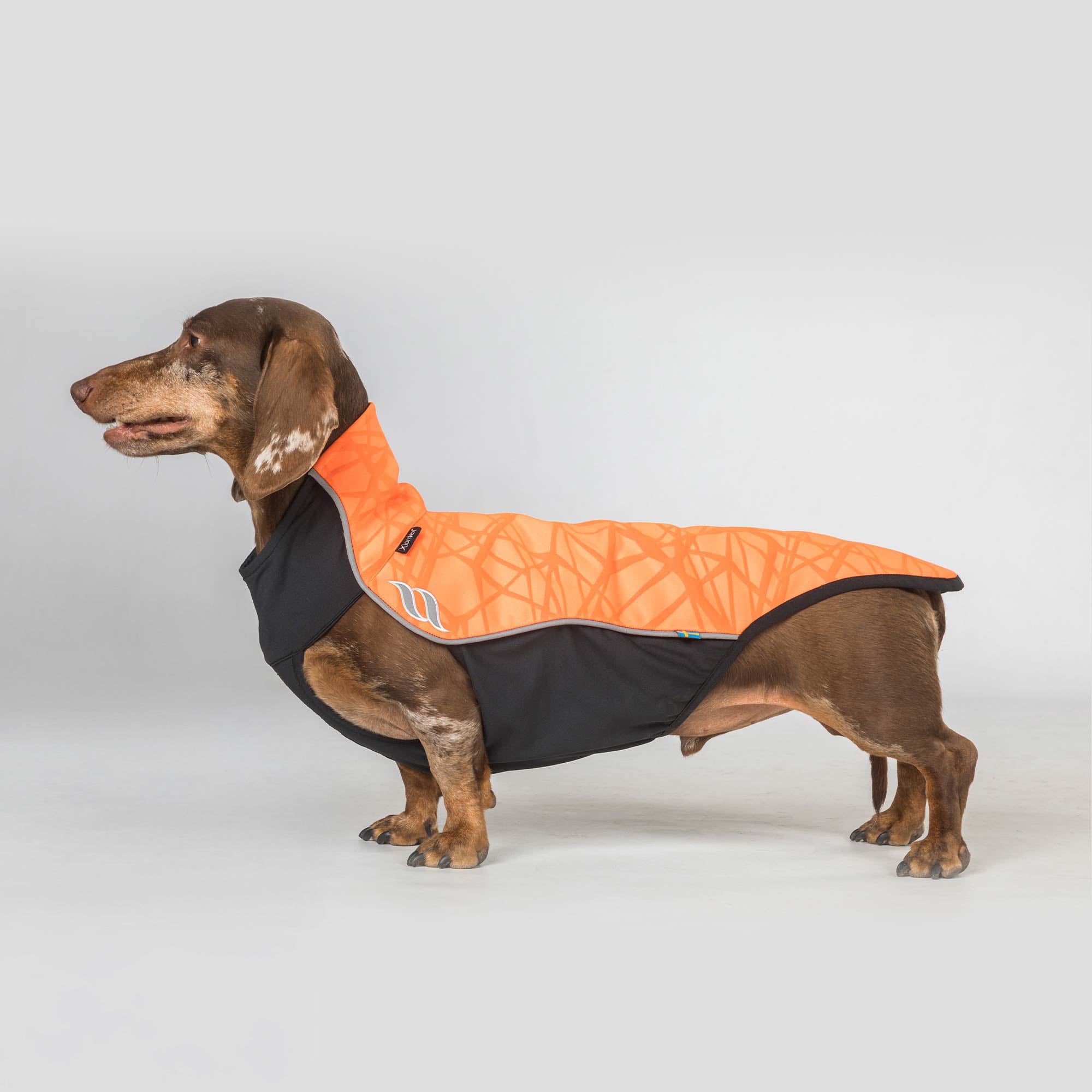 Pull chien "Eddie"