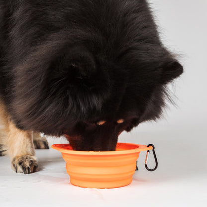 Dog Bowl