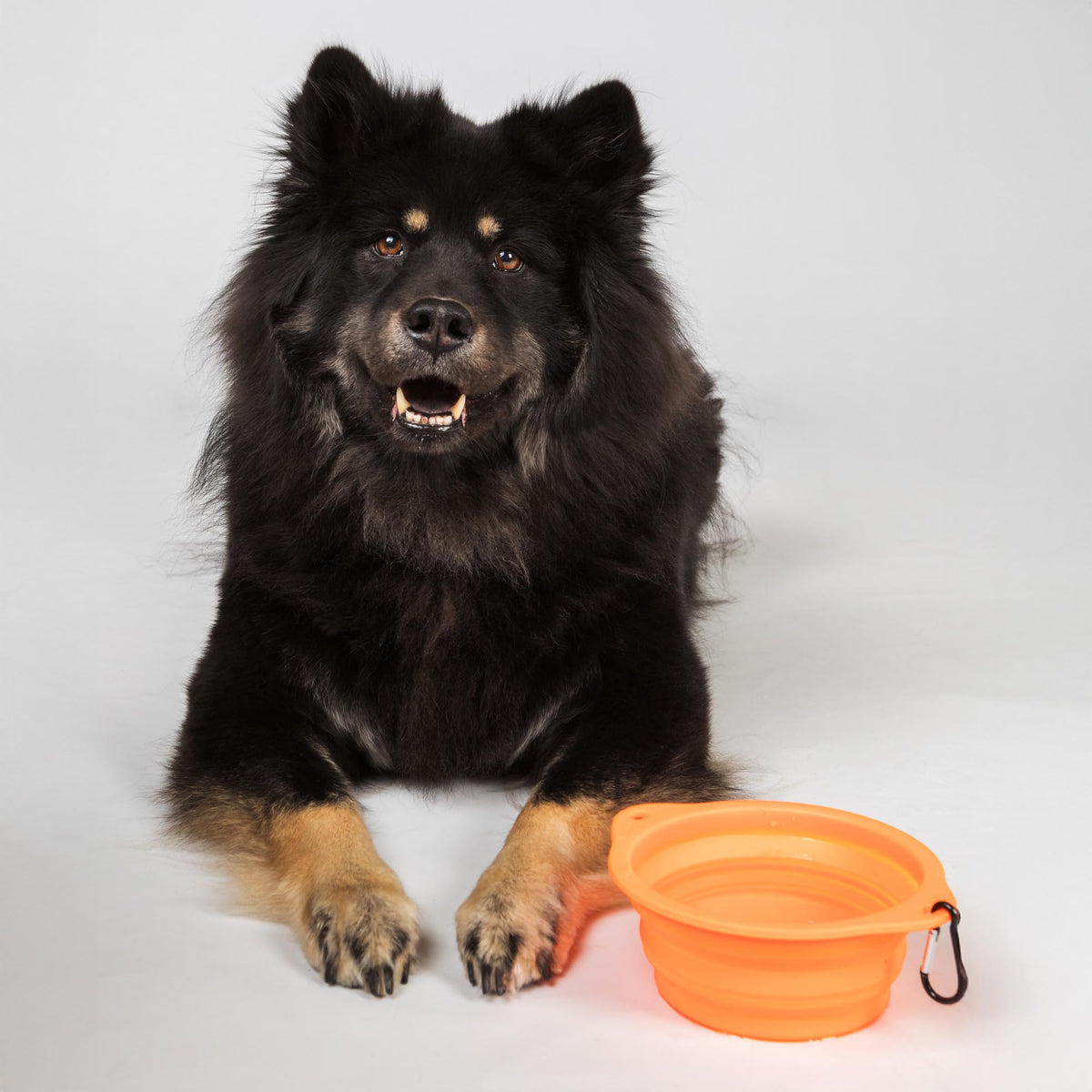 Dog Bowl