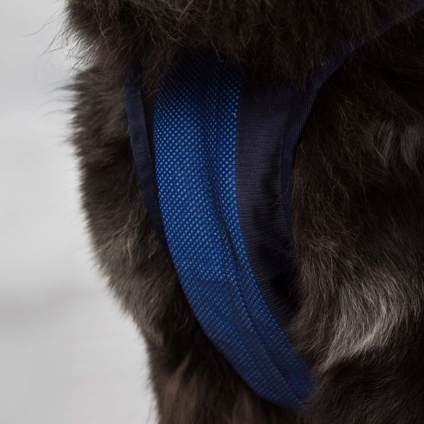 Cool on Track Dog Harness