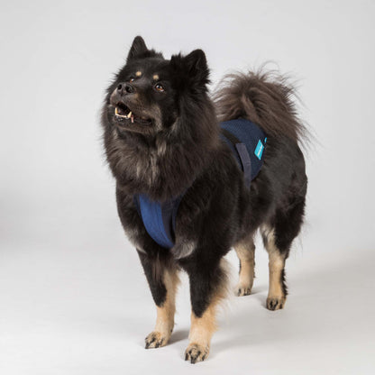 Cool on Track Dog Harness
