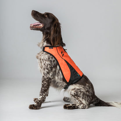 Gilet de visibilité POINT pour chien