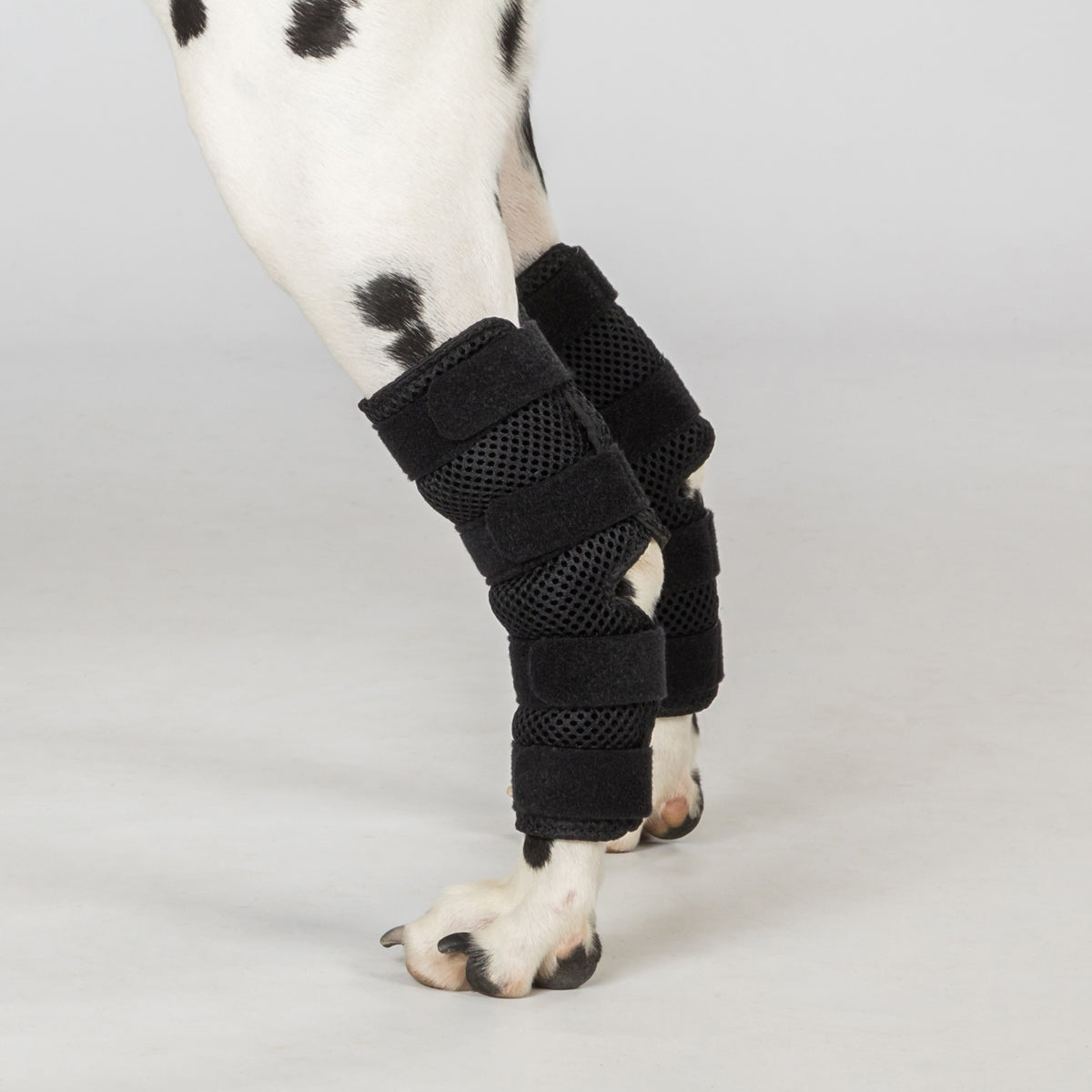 Attelle de Jarret pour Chien "Dixie" - Paire