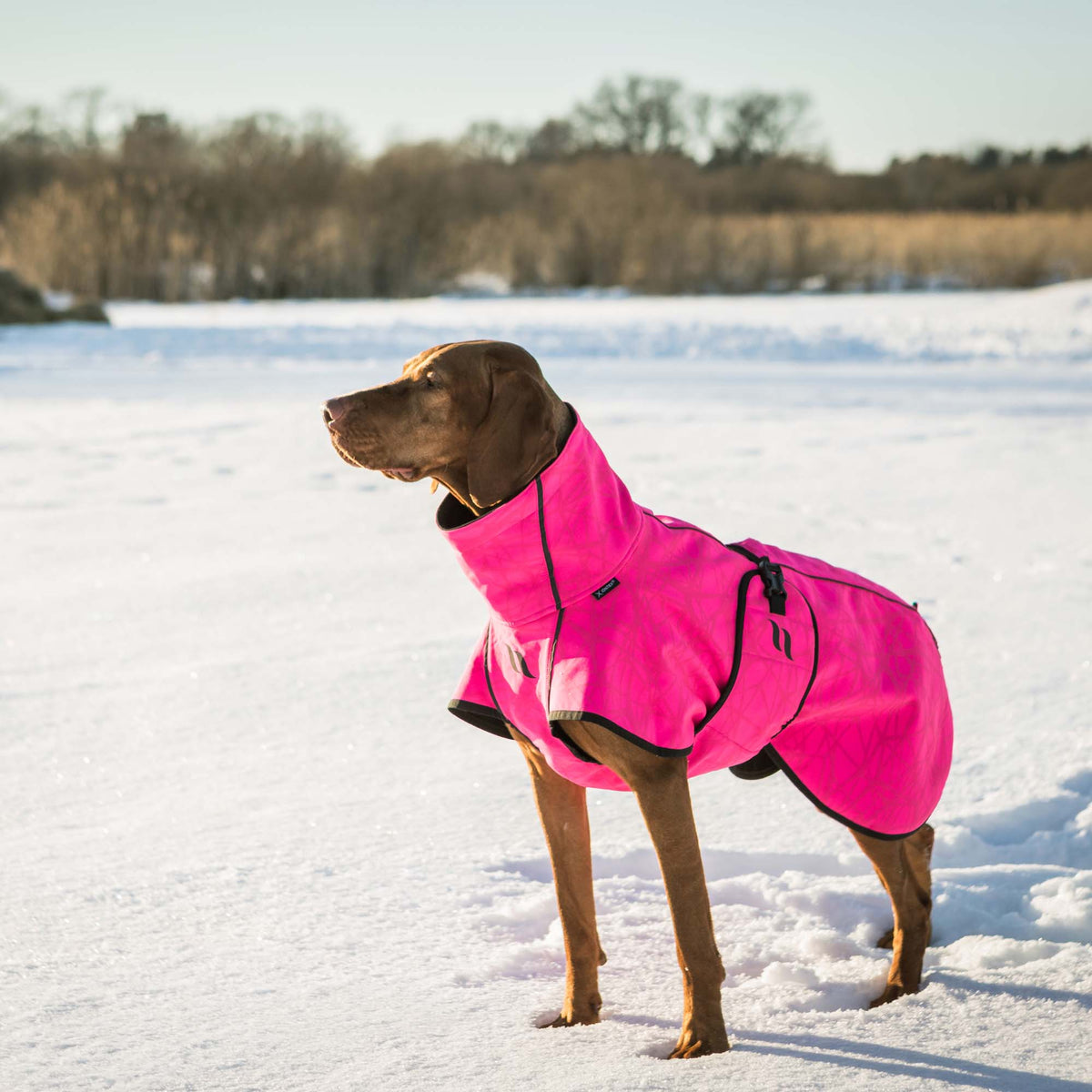 Manteau pour chien BARK Softshell, queue haute