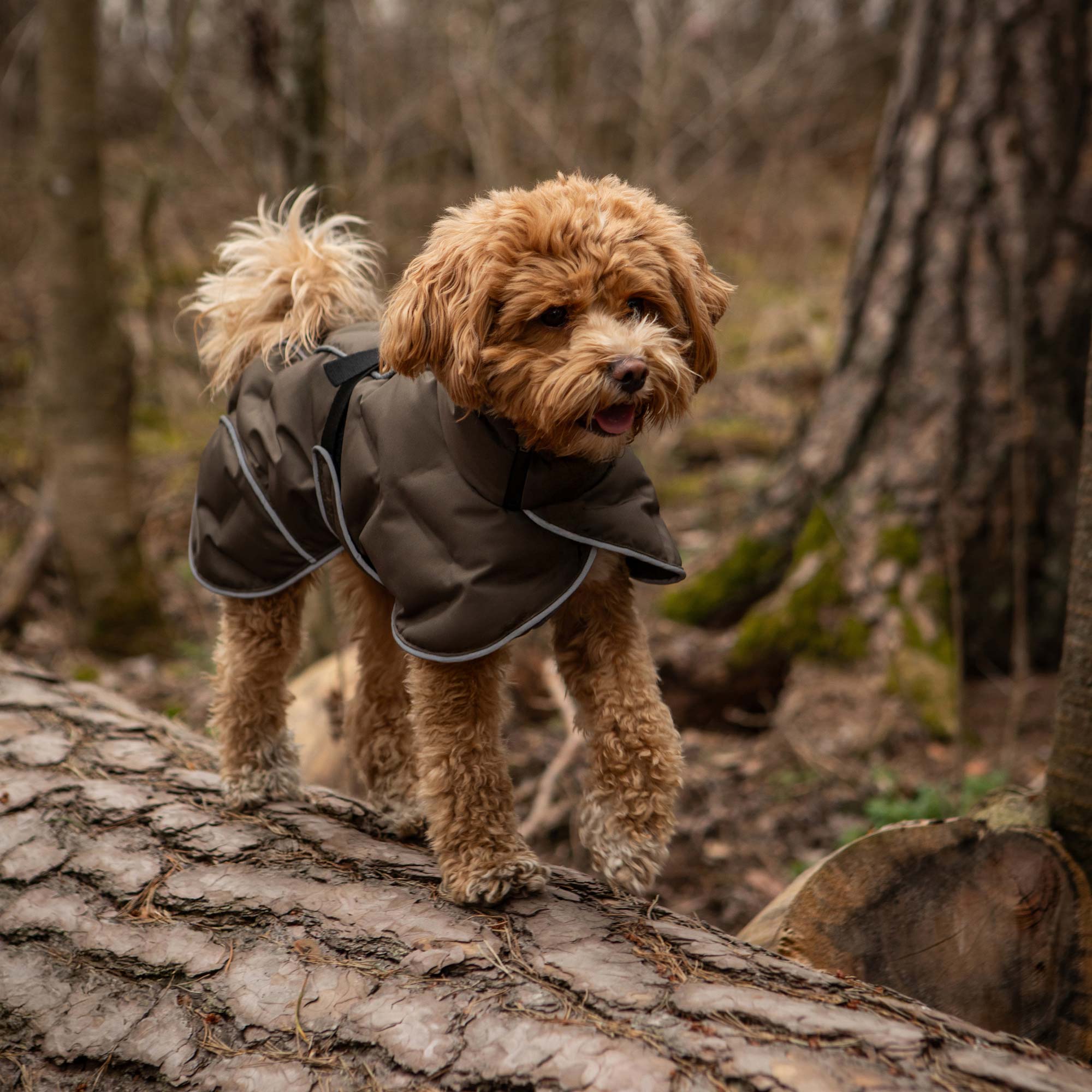 BAY Manteau thermique pour chien, queue haute