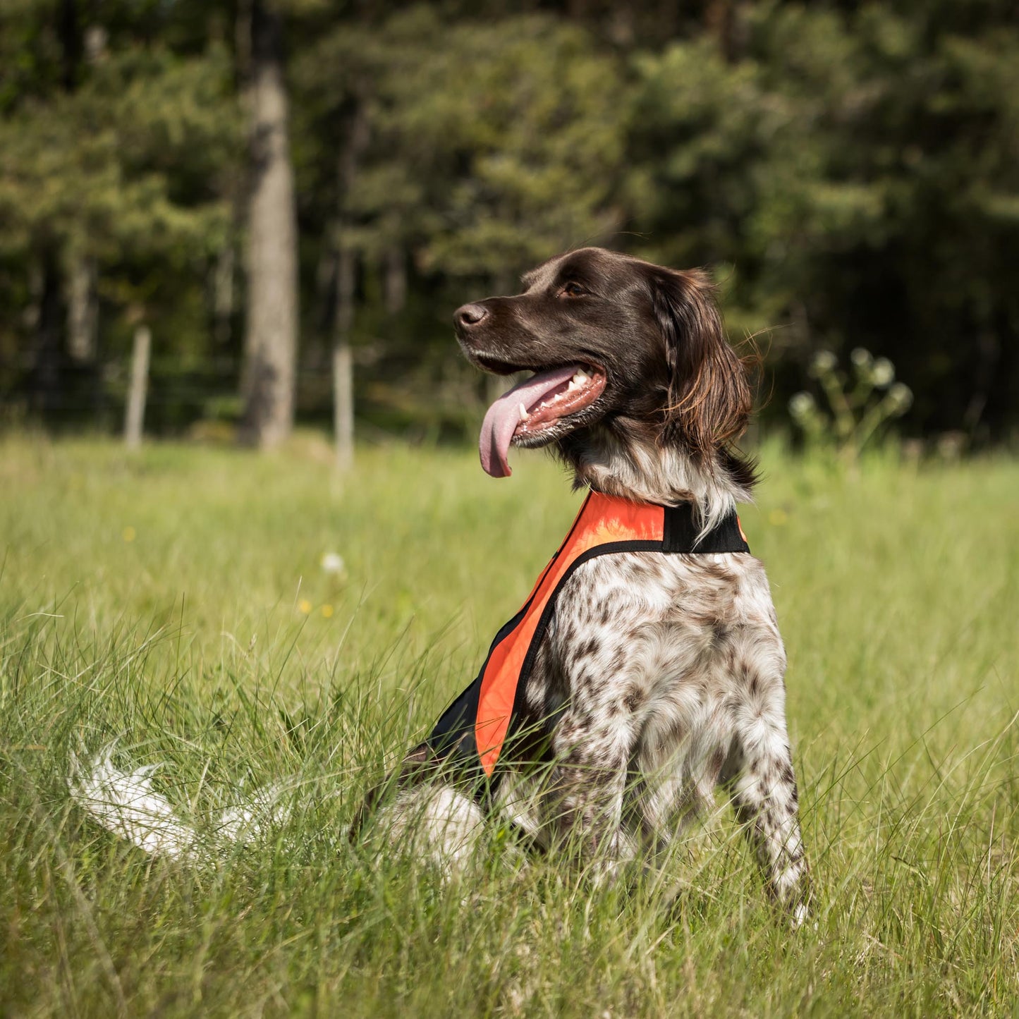 Gilet de visibilité POINT pour chien