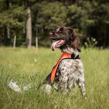 Gilet de visibilité POINT pour chien