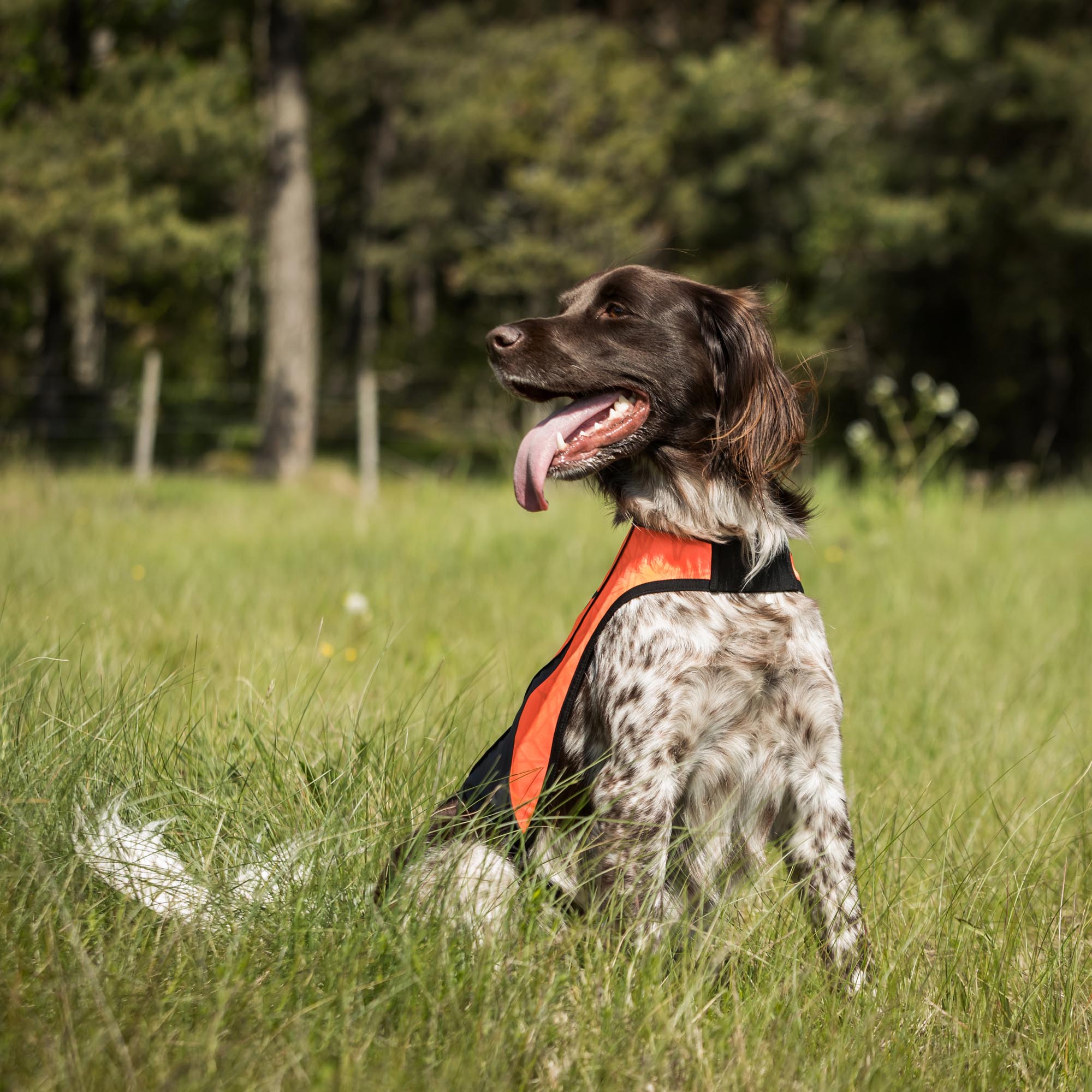 POINT Gilet de visibilité pour chien