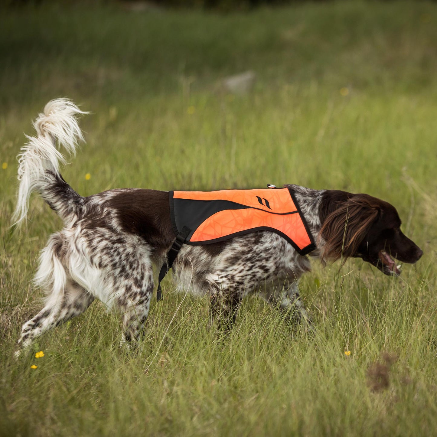 Gilet de visibilité POINT pour chien