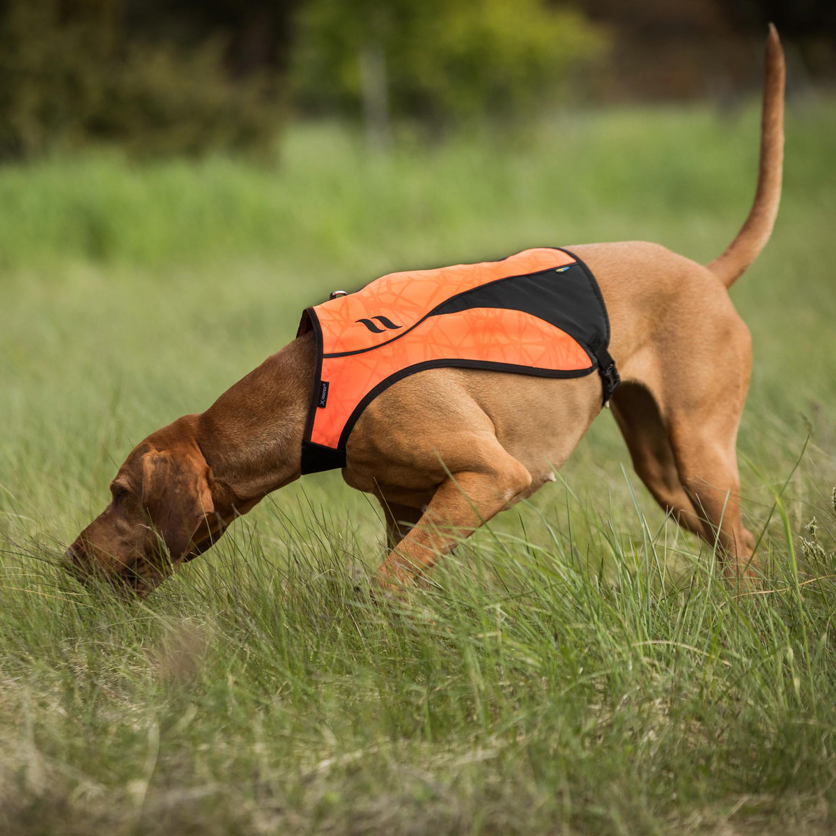 Gilet de visibilité POINT pour chien