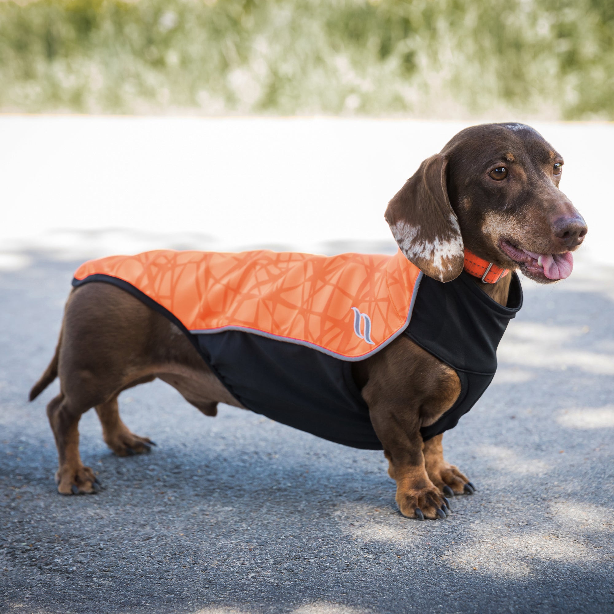 Pull chien "Eddie"
