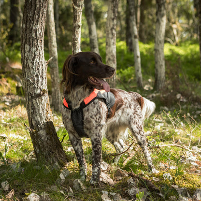 TRAKK Pettorina Protettiva per Cani Ad Alta Visibilità