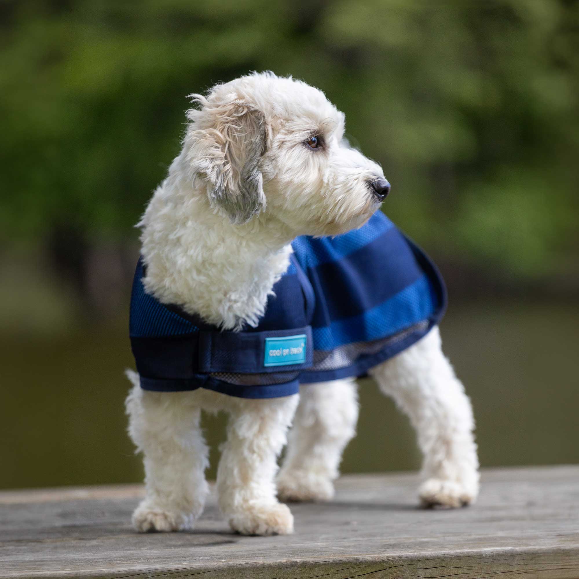 Manteau pour chien Cool on Track 2.0
