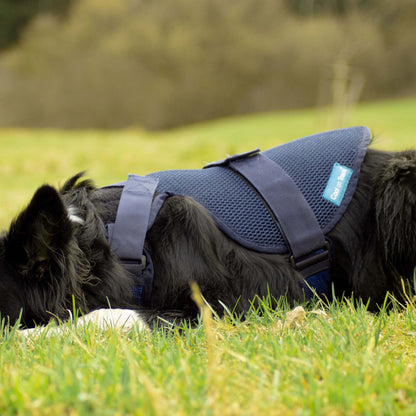 Cool on Track Dog Harness