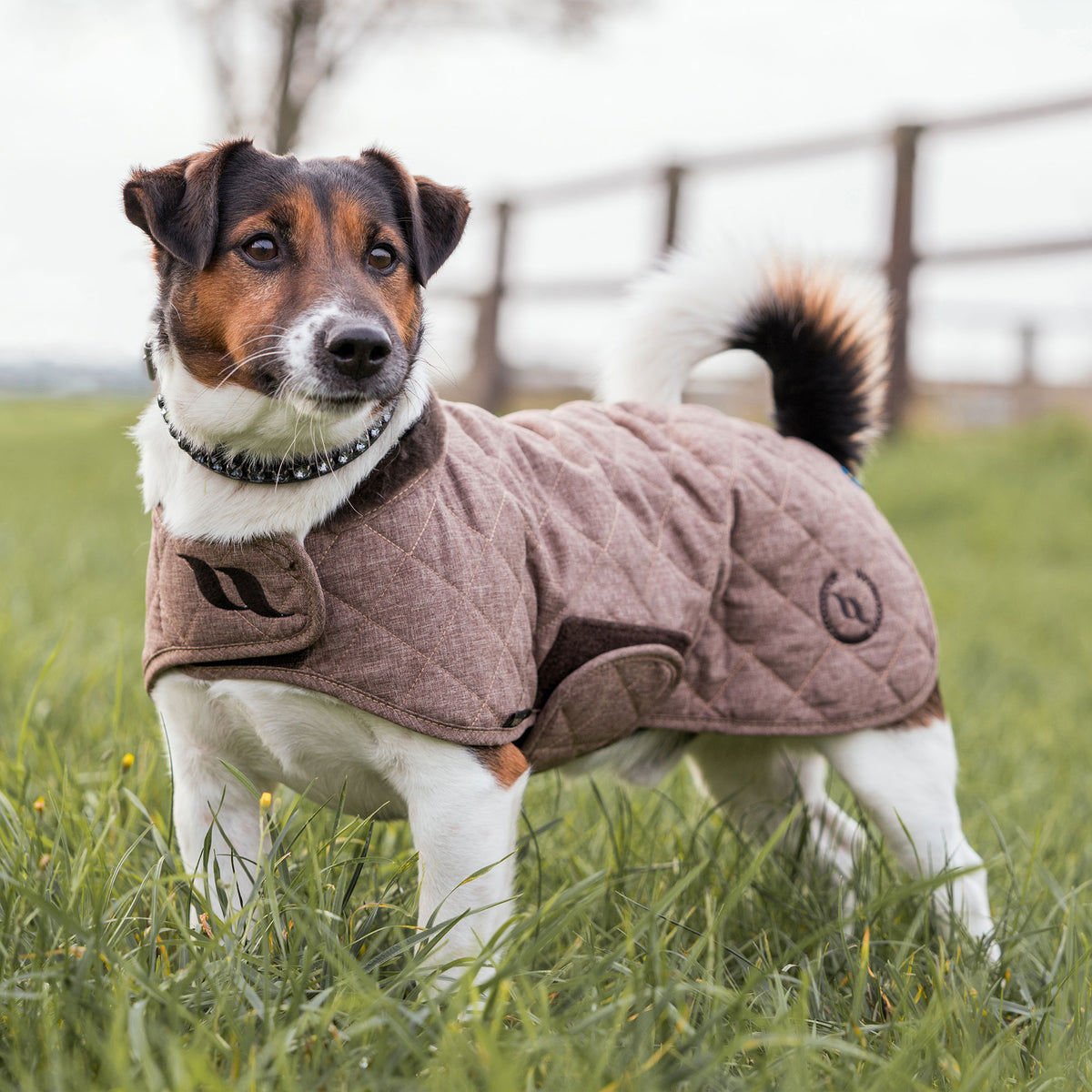 Cappottino per cani Collezione Haze