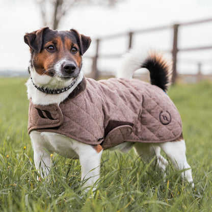 Cappottino per cani Collezione Haze