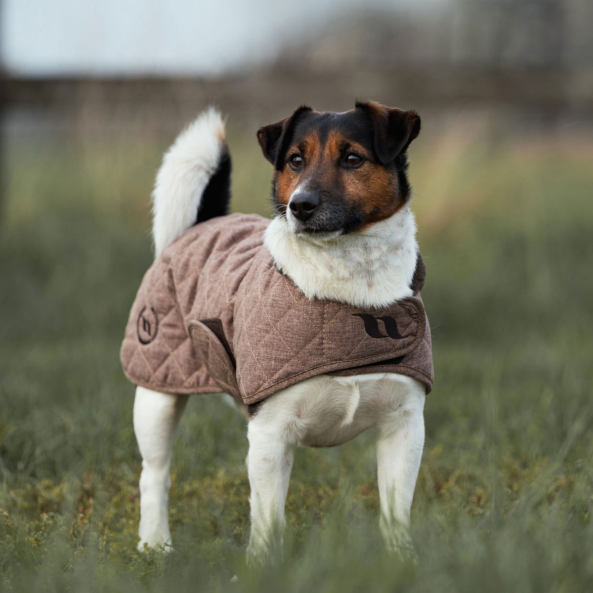 Cappottino per cani Collezione Haze