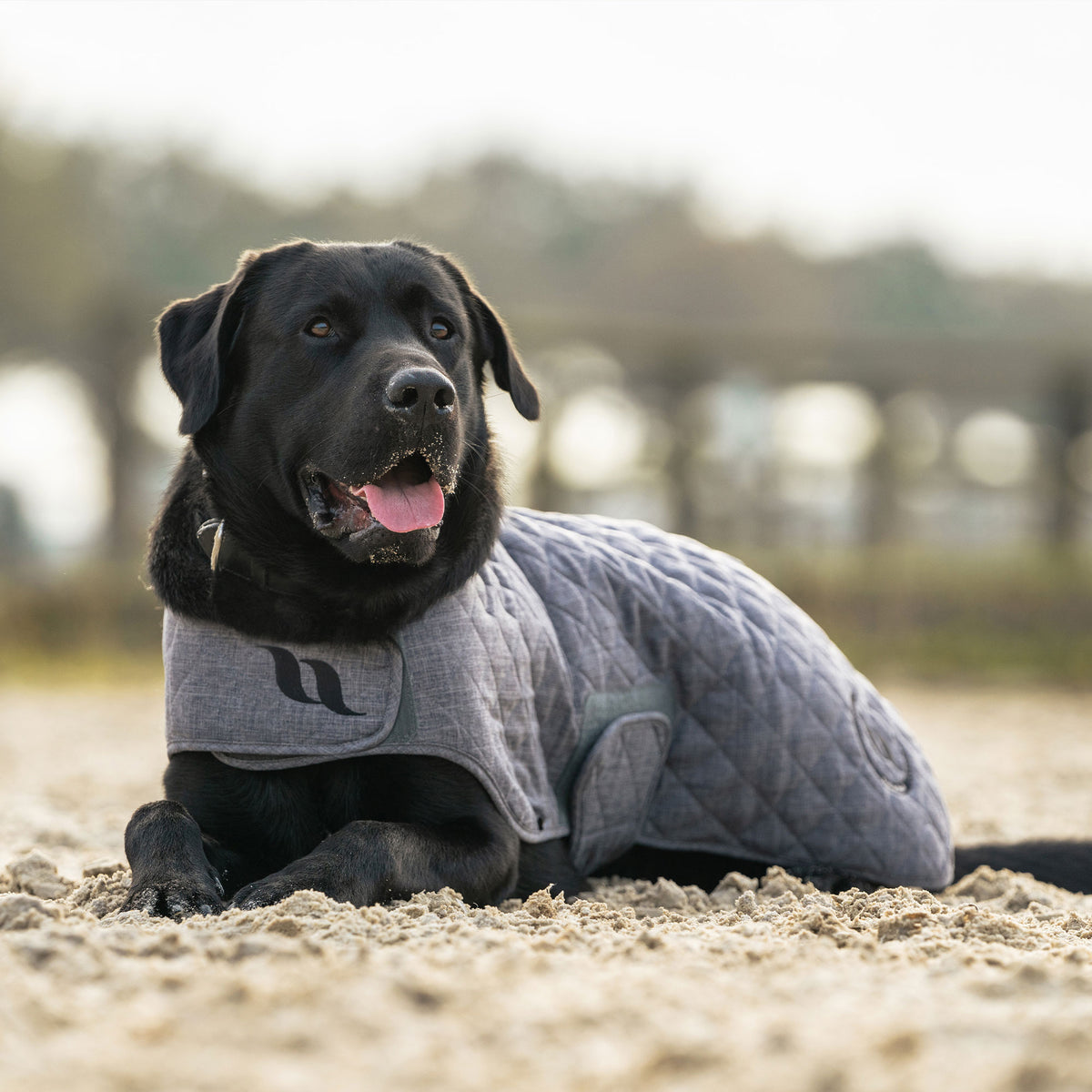 Cappottino per cani Collezione Haze