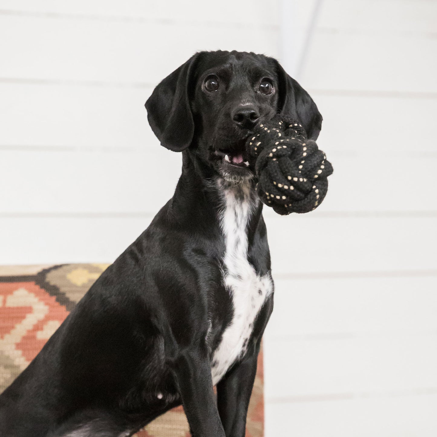 Haltère en corde pour chien