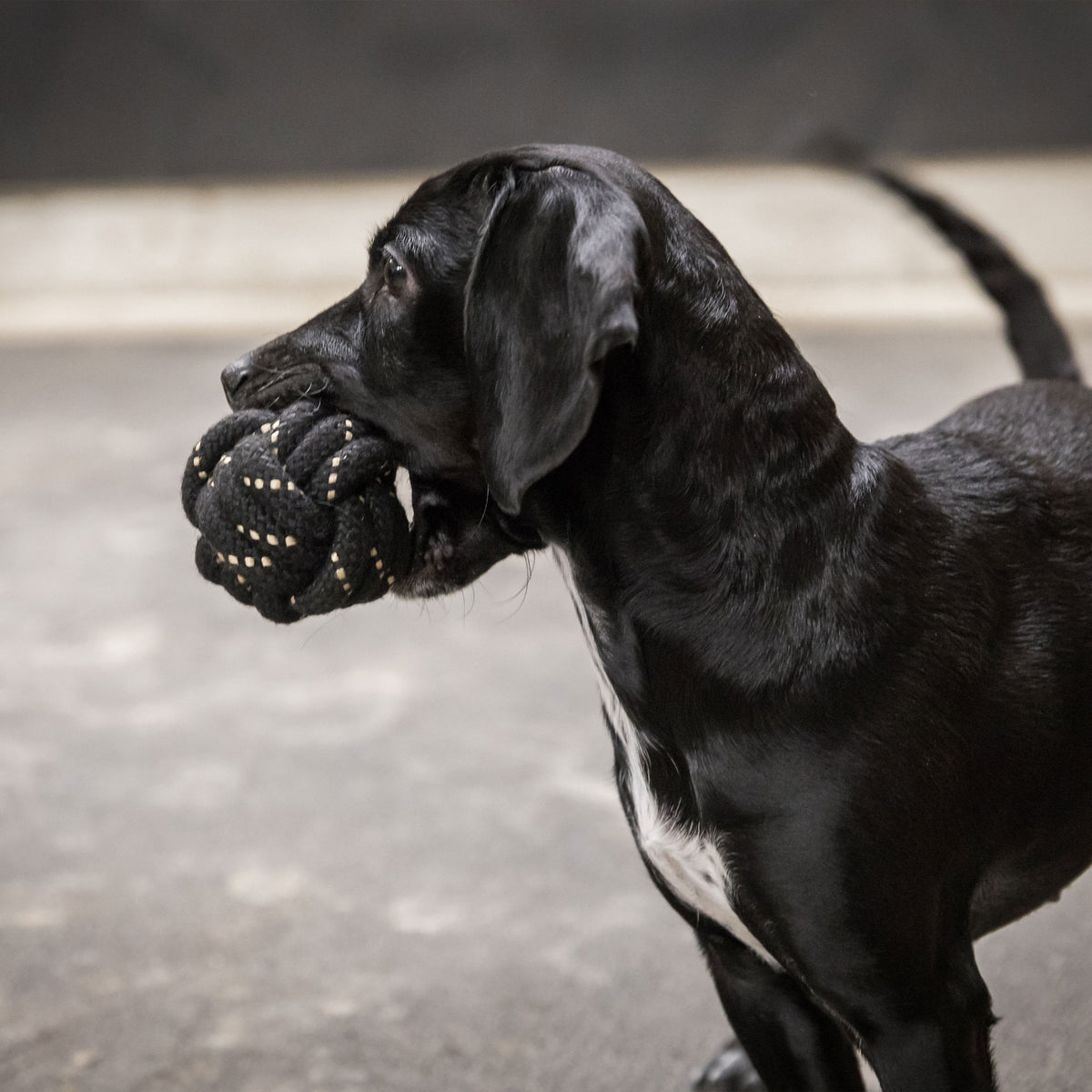 Balle corde pour chien