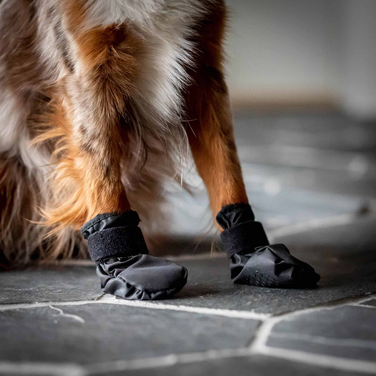 "Koda" Pet Shoes